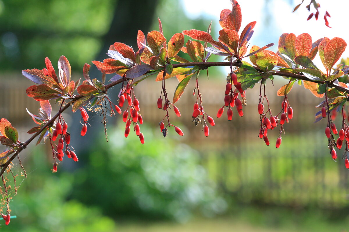 Проверенные сорта барбариса: стоит завести один, и остановиться будет сложно!