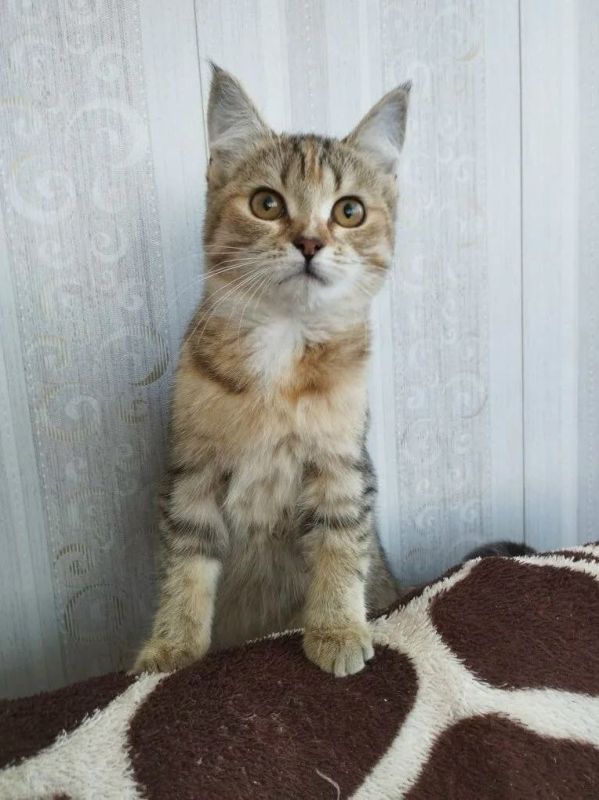 ���� �����: ������ ���� ���