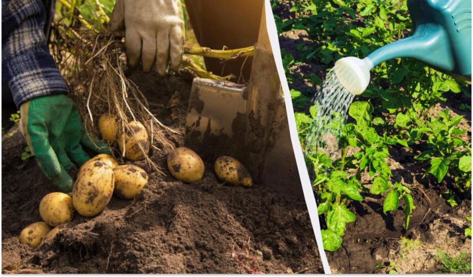 ������� ��������� ������������� ������: ��� ��������� ���������� � ����