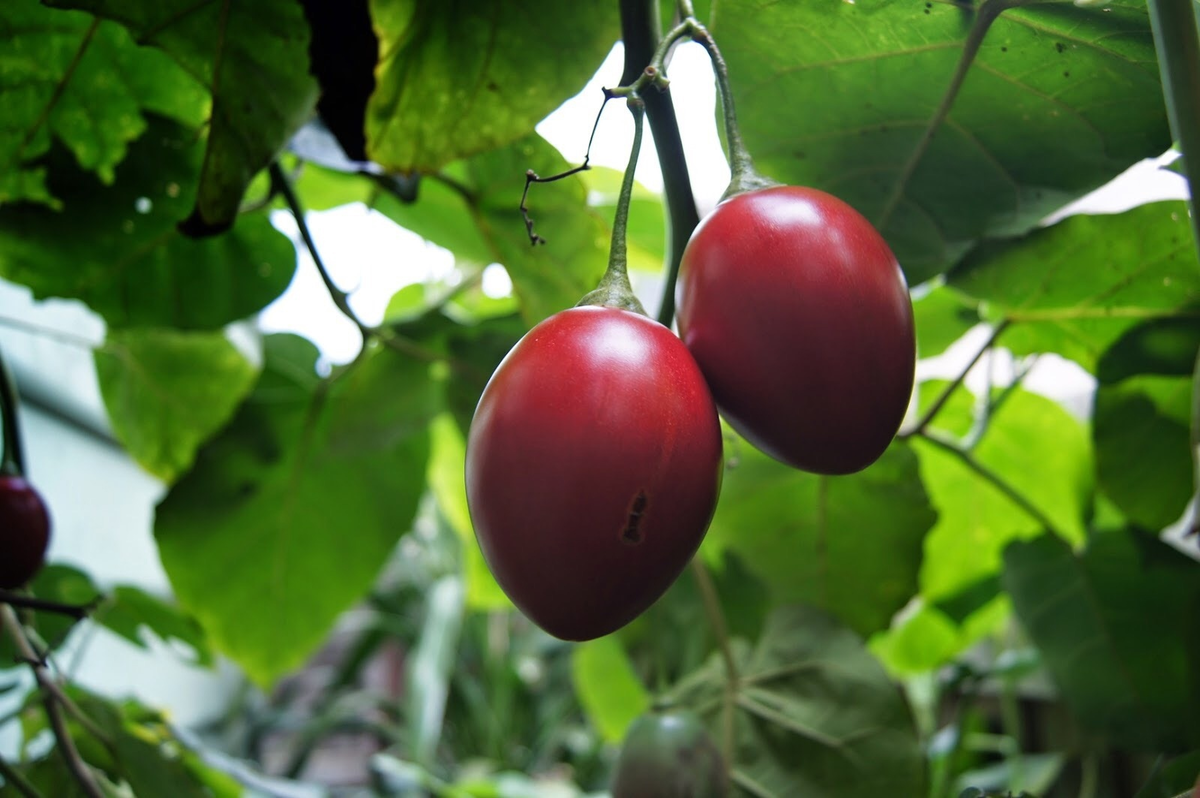 Томаты на деревьях