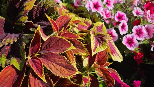 ������ ��� ����� ��� ������: ������� ��������� ������