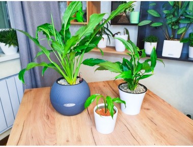 ����������� � ������������: ��� ������� ��������� �����?