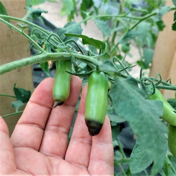 Как бороться с вершинной гнилью на томатах: причины и эффективные методы