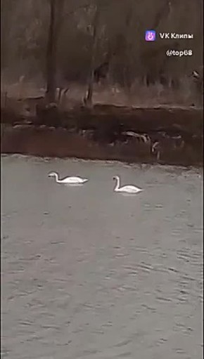 На пруд в первомайском селе прилетели лебеди