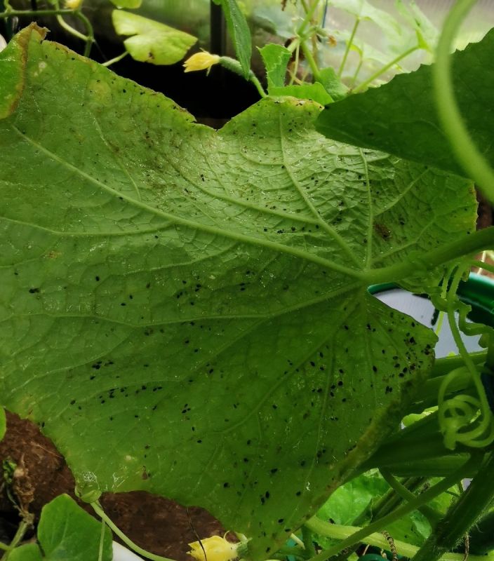 ����������� � ���������� ������ � ����������� � �������: ����� ������ � ��������