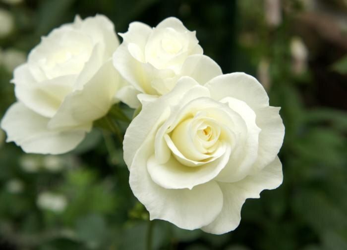 ��� ��������� ���������� ���� ������: ������� ��������� �����