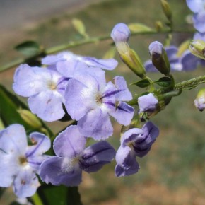 ������ ������� ������ ��������� ������ ����