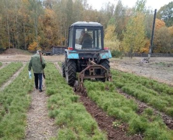 Тамбовская область в этом году восстановит 900 гектаров леса