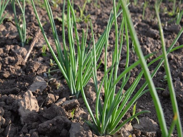 ������ ��� �� ������ ������ ����? ������� ������� ������� � ������� �����