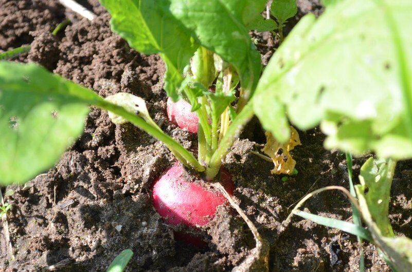 ��������������� ������: ��� ������� ��������� ����� ������ �� ����