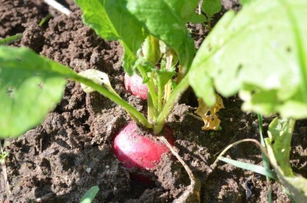 ��������������� ������: ��� ������� ��������� ����� ������ �� ����