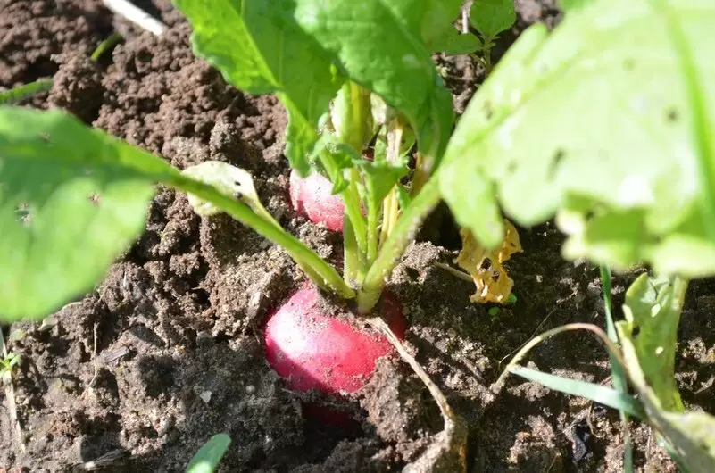 Непревзойденный урожай: Как успешно вырастить редис осенью на даче