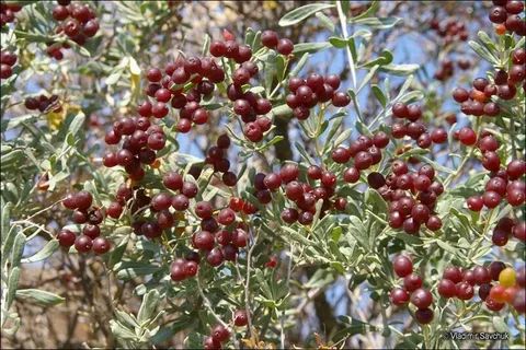 ��������-���������: ��� ���������� ��������� �������� � ������� ��������