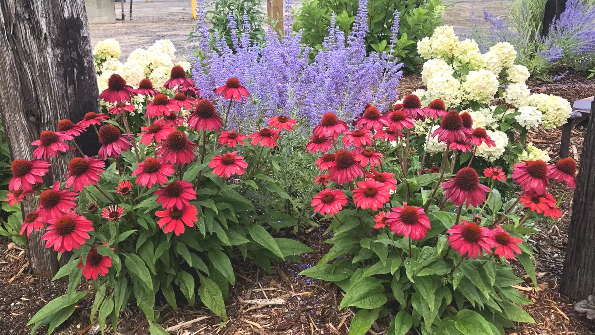 Как преображение дачи стало доступным: 7 очаровательных многолетников для вашего сада