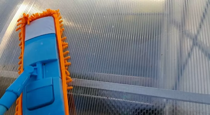 Как защитить теплицу от фитофторы и кладоспориоза: практическое руководство для садоводов