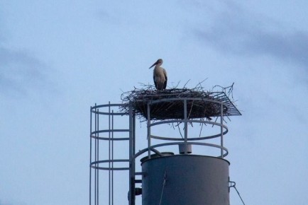 В Уваровском округе на водонапорной башне третью весну подряд обосновываются аисты