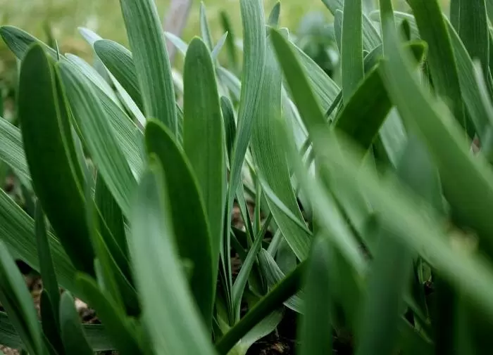 Лук-слизун: ваша новая любимая овощная культура на даче