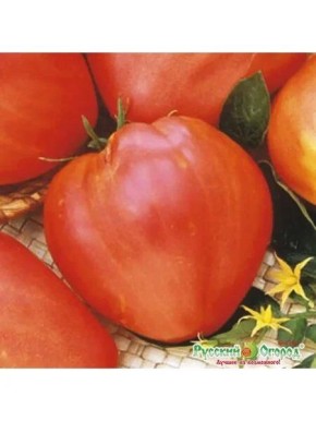 Томат Сахарный гигант: как вырастить сладкие великаны для вашего стола