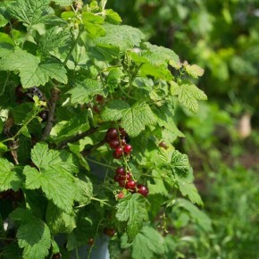 ���������� ������ ���������: ��� ������ ������� � ������ ��������