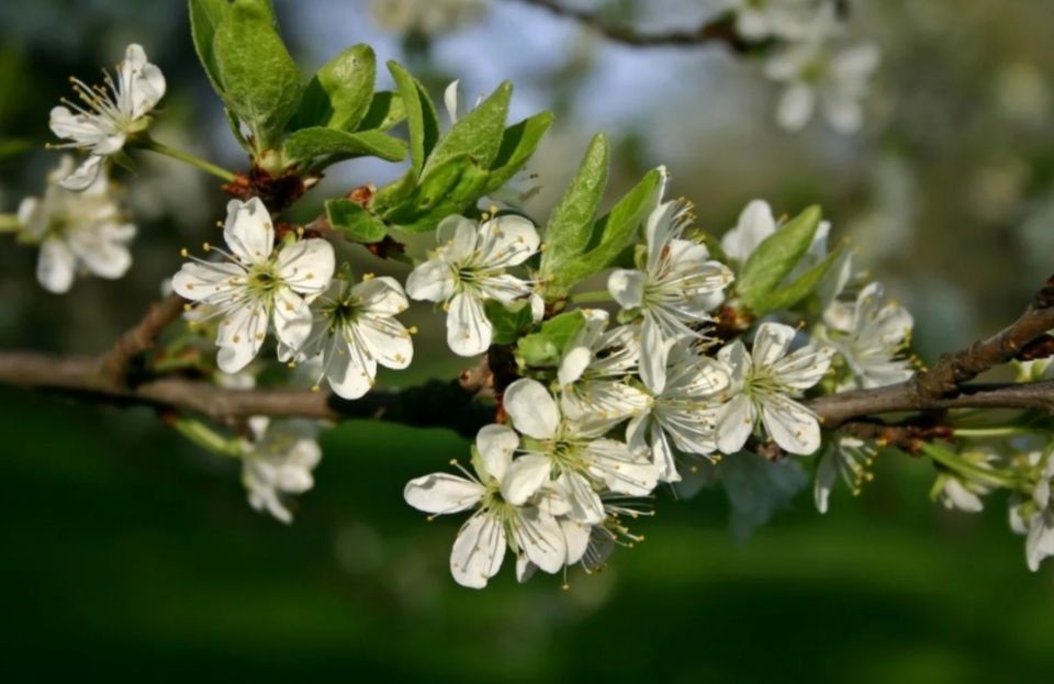 ����������� ����: ��� ����� ��������� �� ��������� �������� � �����������