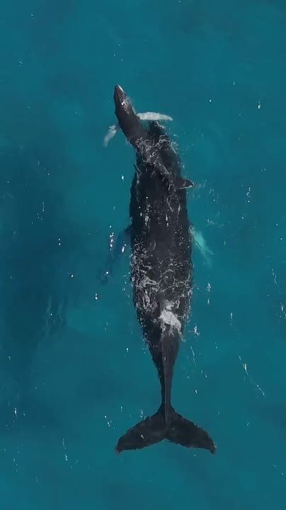 ������ �������� ���������