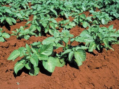 ��� ������� ������ ���� ��������� ��� ������ �������: ���-10 ���������� ���������