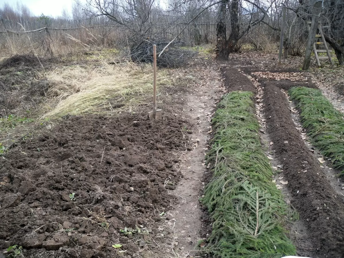 Возвращение к традициям: Почему некоторые огородники отказываются от современных методов