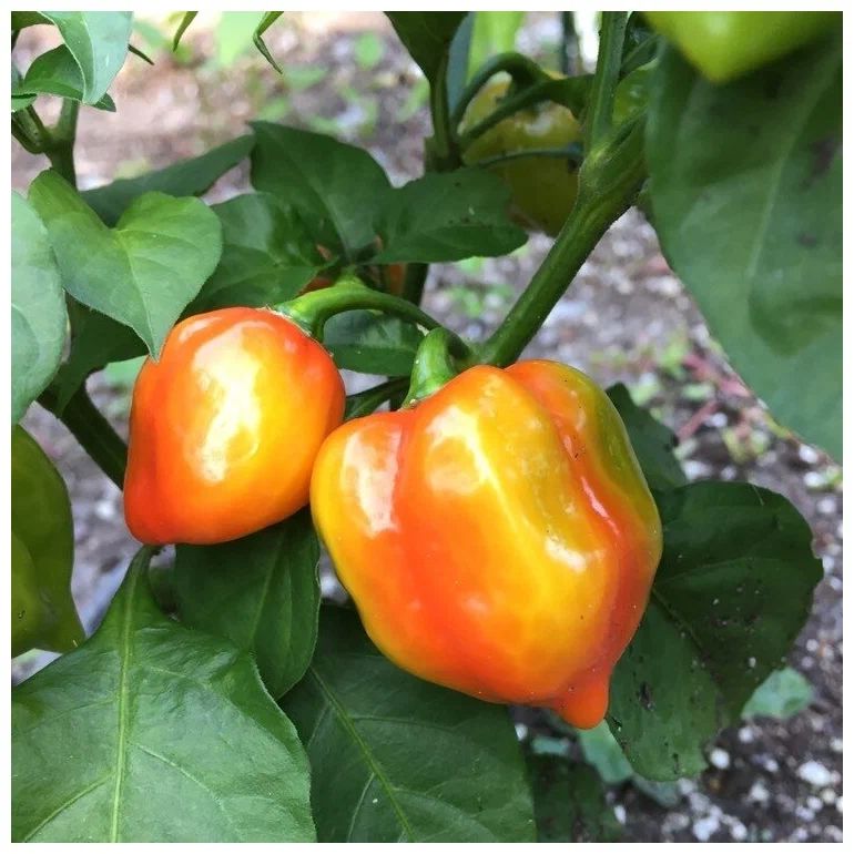 ����� �������� ����� �������� ������ ������� � ������� ���