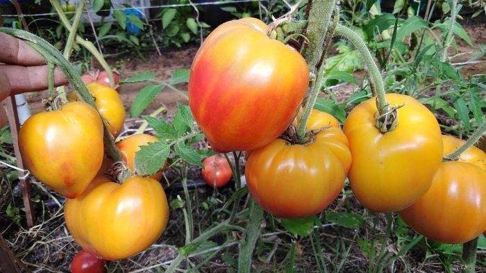 ����� ������� ����� ������ �������: ������� ����������� � ���������� ��������