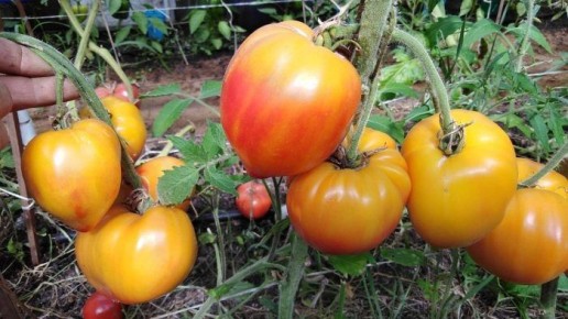 ����� ������� ����� ������ �������: ������� ����������� � ���������� ��������