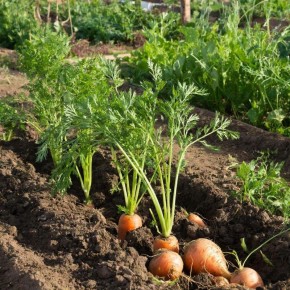 ��� ������� ������ ����� ������� ��� �������� � ������