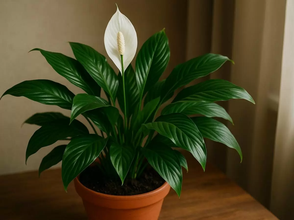 Весна — время заботы о спатифиллуме: деление как ключ к здоровью растения