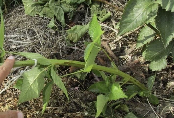 ����������� ���������� �������: ������� ������