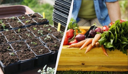 ������ �� ������� ������: ��� ����� �������� � �������