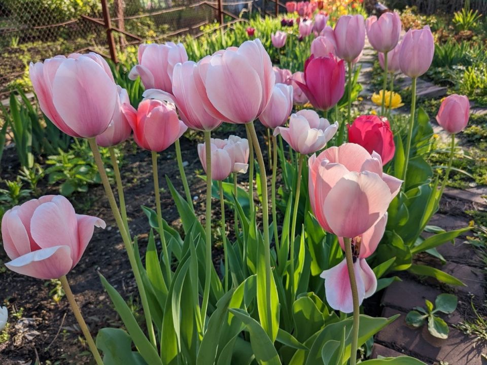 ��� � �����-������� �����: ������ �������� ��� ���������� ���������� ���������