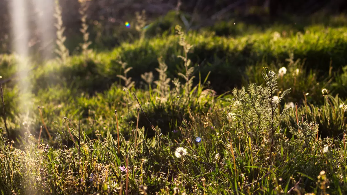 Можжевельник: Древесный сокровище, которое удивляет вкусом и пользой