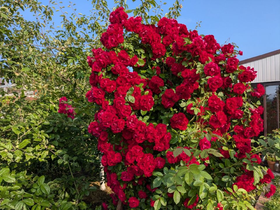 ���, ������ �������