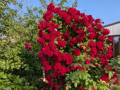 ���, ������ �������