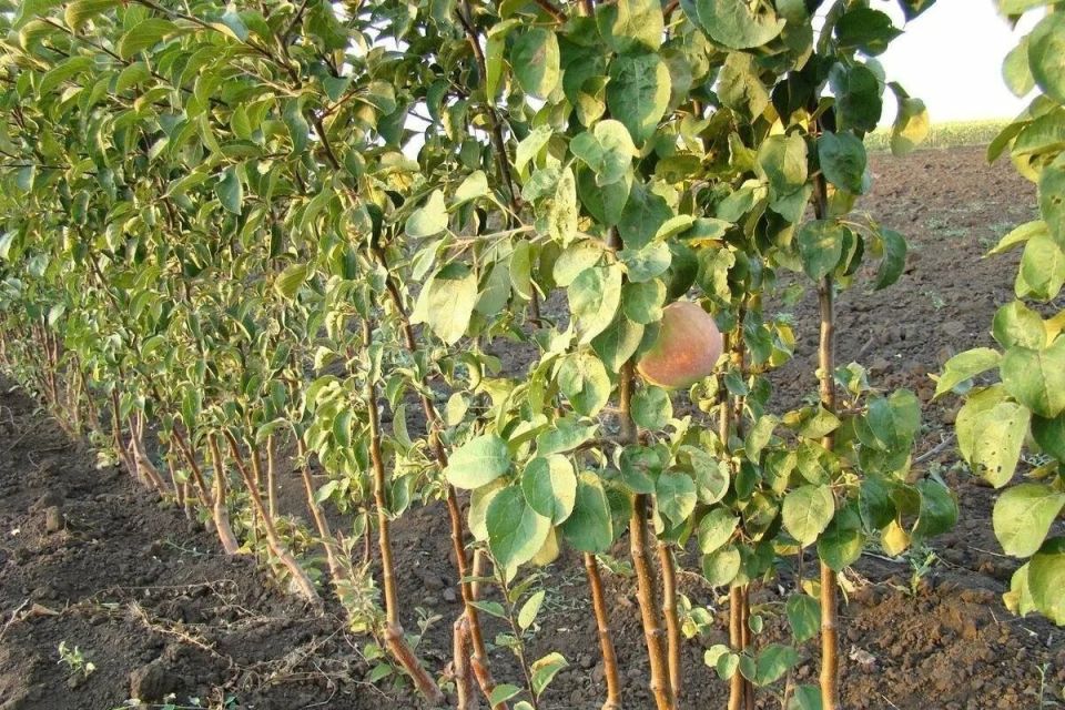 ��� �� ��������� ��� ������ �������� ������: ������ ������� ���������