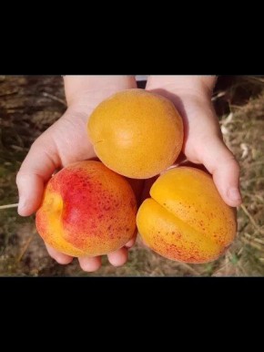 ���������� ���� ������� ����������: ��� ��������� � �����������