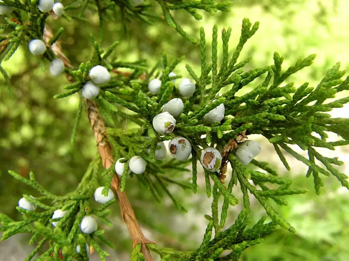 Аризонский кипарис — новшество для жары: идеальный выбор для горячих регионов