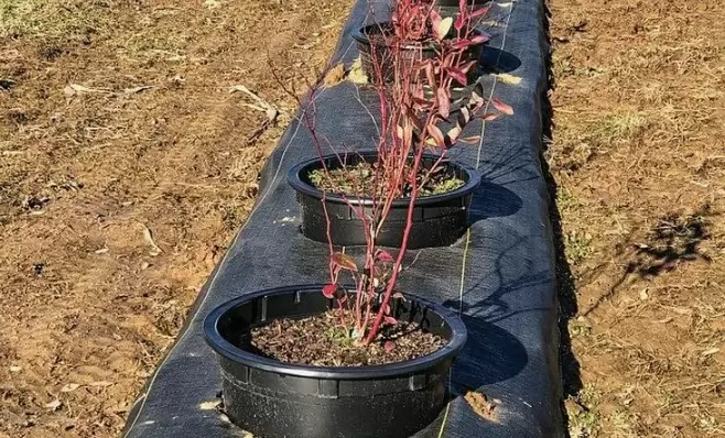 Как добиться щедрого урожая голубики: секреты успешного осеннего ухода