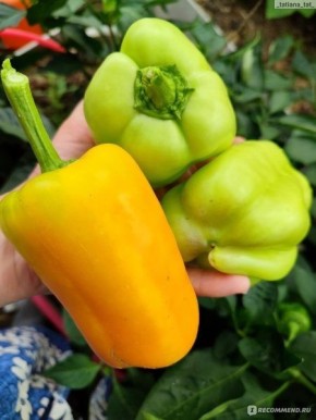 Перец Бугай: как вырастить желтого гиганта с пряным вкусом