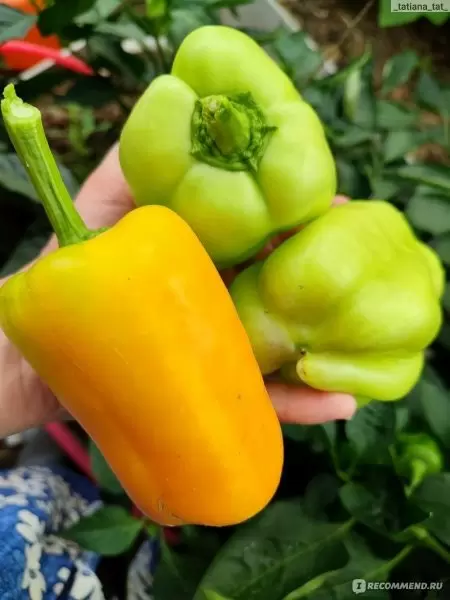 Перец Бугай: как вырастить желтого гиганта с пряным вкусом