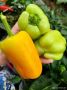 Перец Бугай: как вырастить желтого гиганта с пряным вкусом