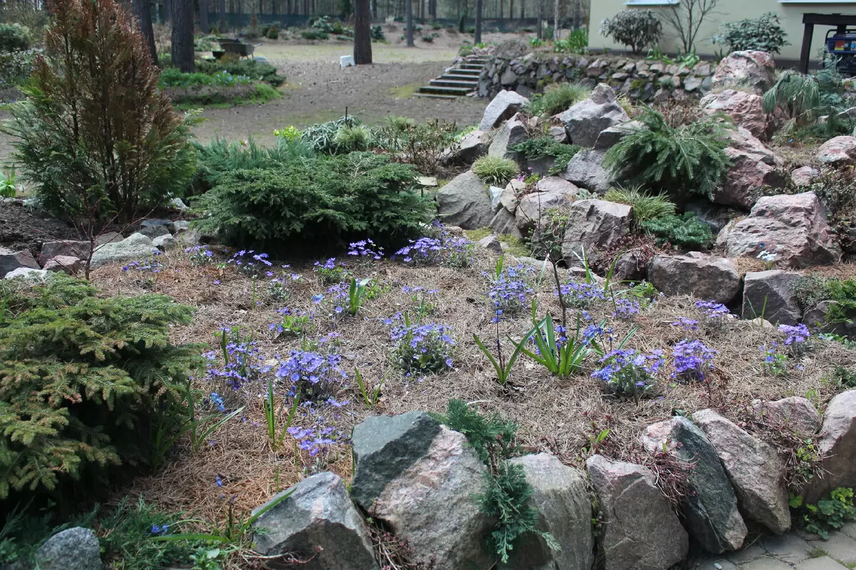 Пробуждение природы: весенние чудеса в саду