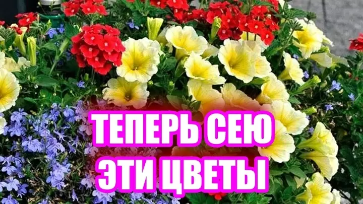 10 однолетних цветов для зимнего посева: пора подготовить свой сад