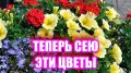 10 однолетних цветов для зимнего посева: пора подготовить свой сад