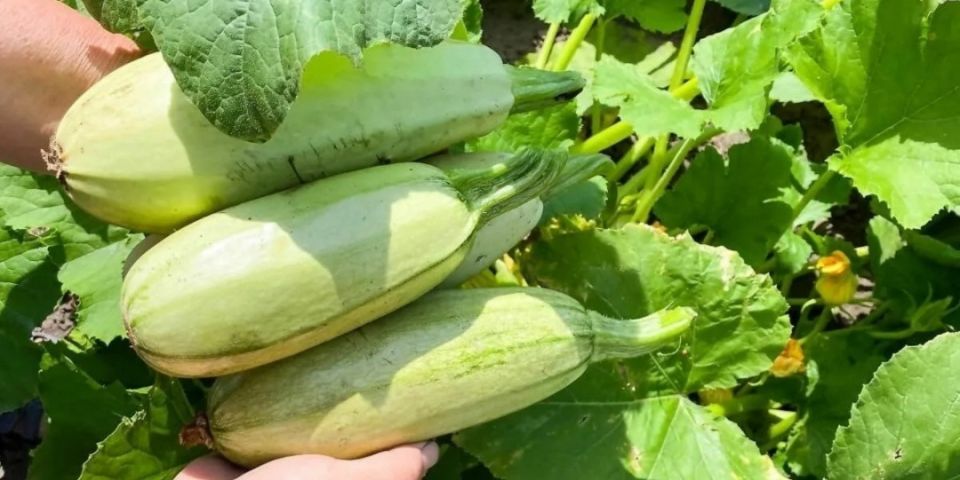 ������ �� �������: ���� ������ � ��������� �� ����