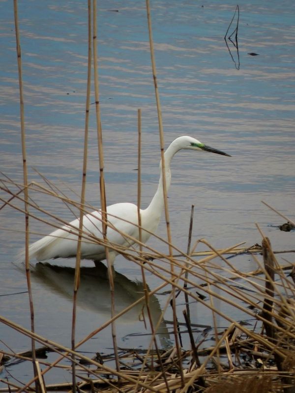 ����� ����� �� ����������. ���� �������